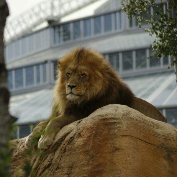 Zoo de Beauval - Sur devis