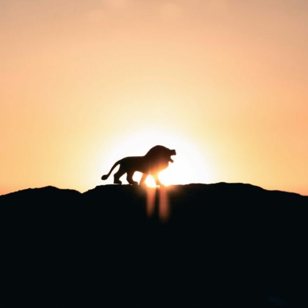 Comédie musicale Le Roi Lion - Sur devis